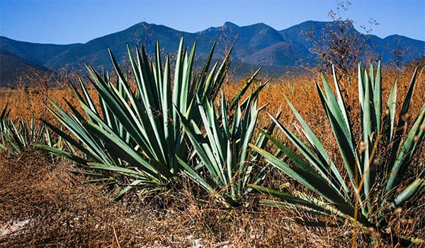 Cluster of large, spiky agave plants in a dry desert with distant blue mountains on the horizon.